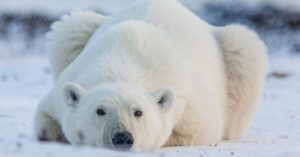 Экспедиция к Северному и Южному полю: уникальные возможности и советы по путешествию